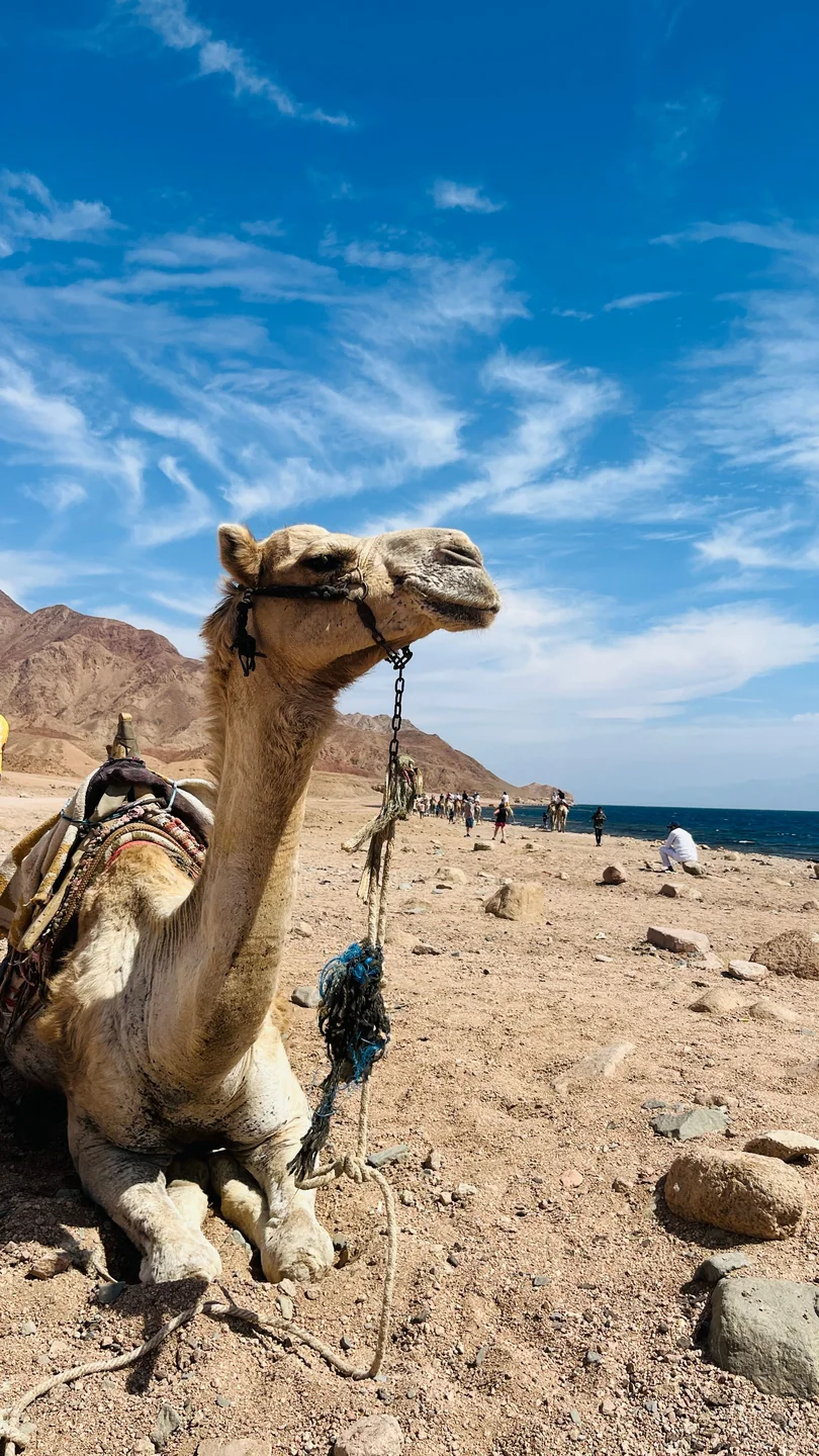 Abu Galoum, stock photo 2