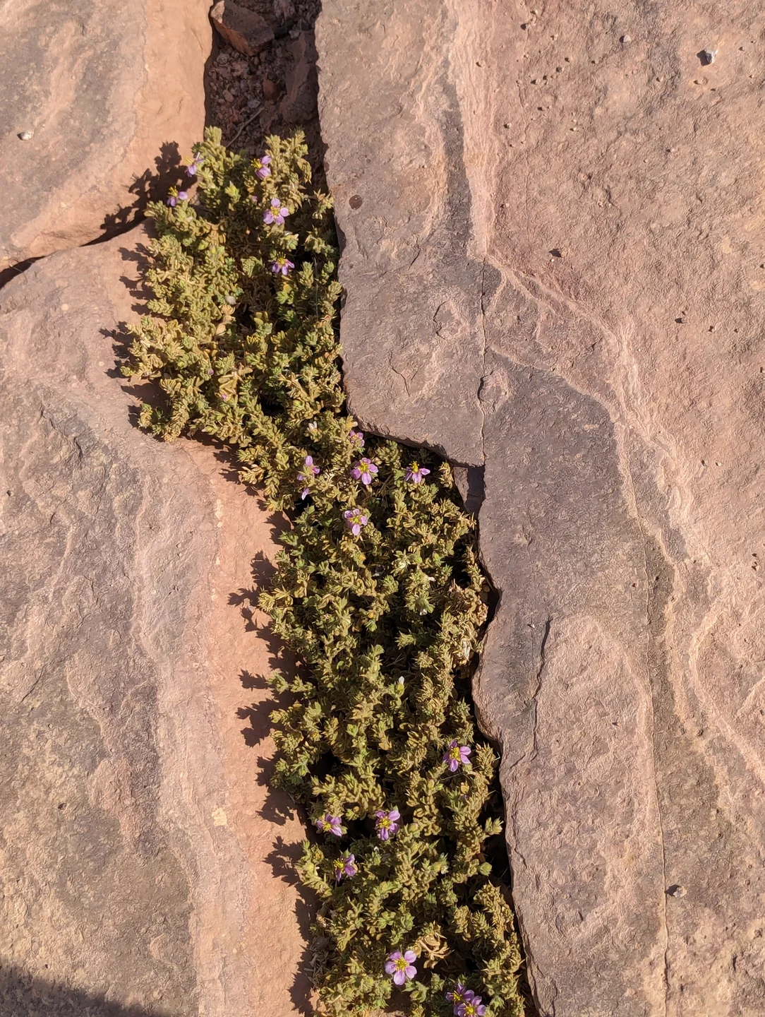 Canyon Salama + Ein Khudra + Mushroom Mountain